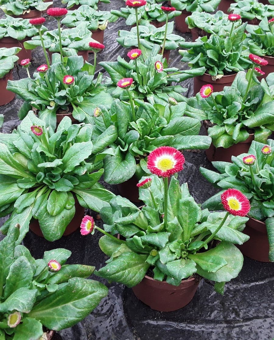 Getopfte Gänseblümchen in Rosa und Weiß im Frühjahr