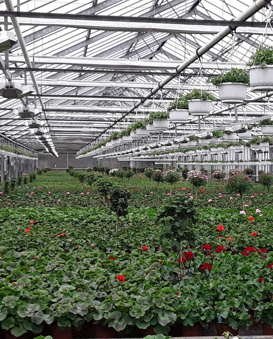 Blick durch ein voll bepflanztes Produktionsgewächshaus