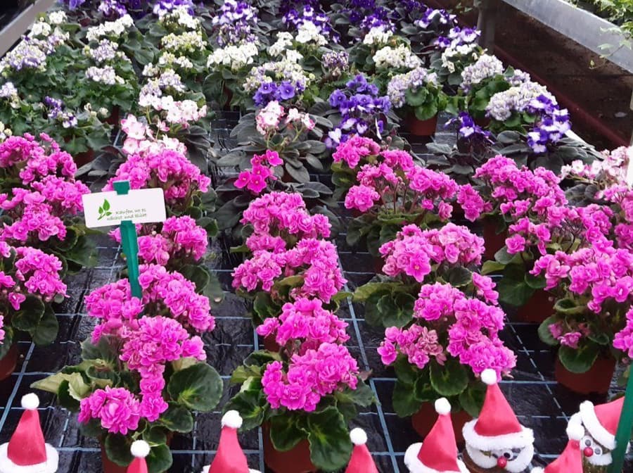 Blühende Kalanchoen in Pink und Violett