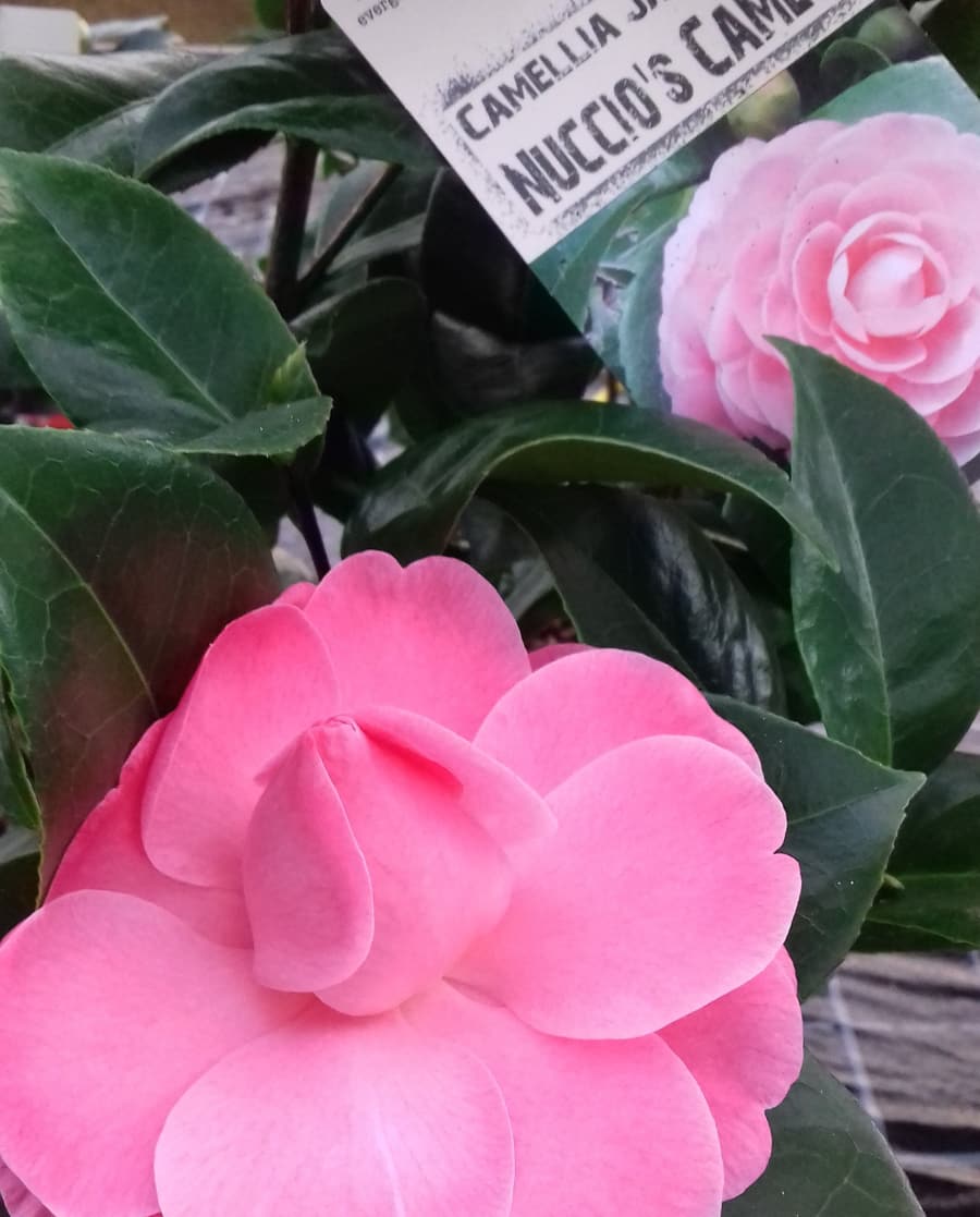 Aufblühende Kamelie in Rosa, Nahaufnahme
