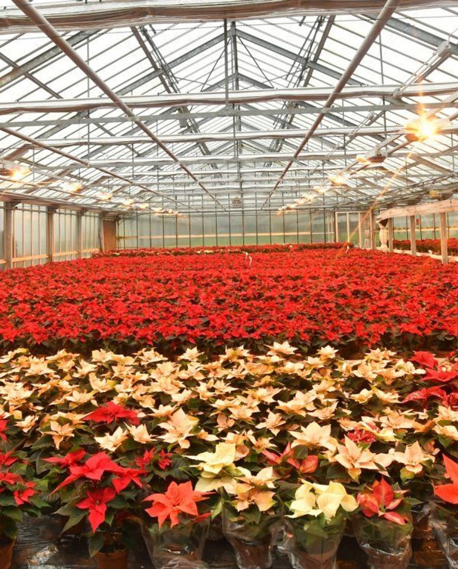 Tausende Weihnachtssterne in Rot und Creme in einem unserer Gewächshäuser